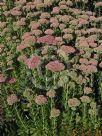 Sedum Autumn Joy