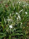 Hymenocallis caribaea