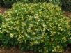 Hymenosporum flavum Gold Nugget