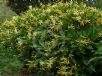 Hymenosporum flavum Gold Nugget