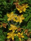 Hypericum calycinum