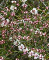 Hypocalymma angustifolium