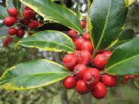 Ilex aquifolium Aurea Marginata