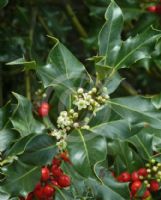 Ilex aquifolium