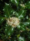 Ilex aquifolium