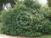 Ilex aquifolium