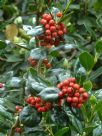 Ilex cornuta