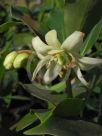 Illicium anisatum