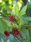 Illicium floridanum