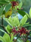 Illicium floridanum