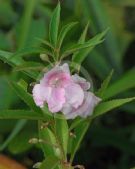 Impatiens balsamina