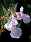 Impatiens glandulifera