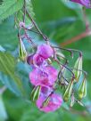 Impatiens glandulifera