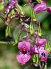 Impatiens glandulifera