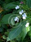 Impatiens glandulifera