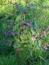 Impatiens glandulifera