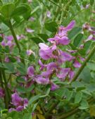 Indigofera amblyantha