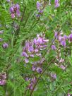 Indigofera heterantha