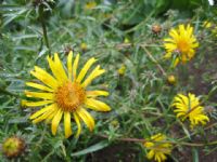 Inula ensifolia