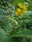 Inula helenium