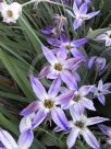 Ipheion uniflorum