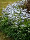 Ipheion uniflorum