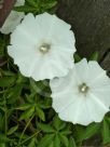 Ipomoea cairica alba