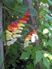 Ipomoea lobata