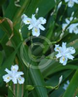 Iris confusa