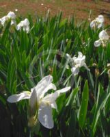 Iris germanica