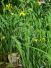 Iris pseudacorus
