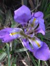 Iris unguicularis