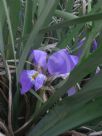 Iris unguicularis