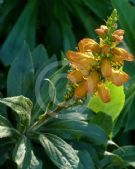 Digitalis sceptrum