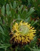 Isopogon anemonifolius Woorikee 2000