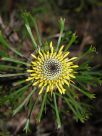 Isopogon anemonifolius