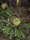 Isopogon anemonifolius