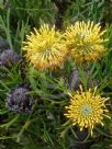 Isopogon anemonifolius