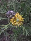 Isopogon anemonifolius