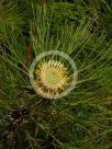 Isopogon anethifolius