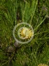 Isopogon anethifolius