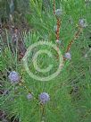 Isopogon anethifolius