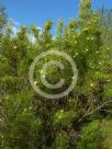 Isopogon anethifolius