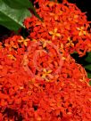 Ixora chinensis