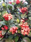 Ixora chinensis