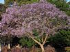 Jacaranda mimosifolia