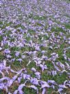 Jacaranda mimosifolia