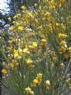 Jacksonia scoparia