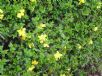 Jasminum mesnyi