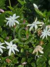 Jasminum multipartitum